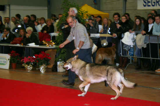 Nazionale canina di Massa Carrara 2008