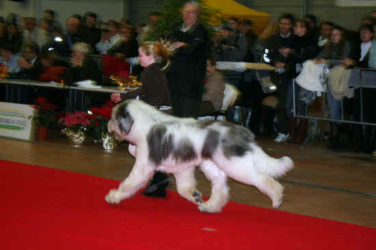 Nazionale canina di Massa Carrara 2008
