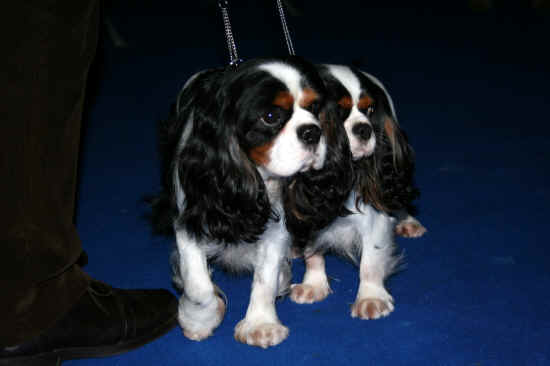 cavalier king