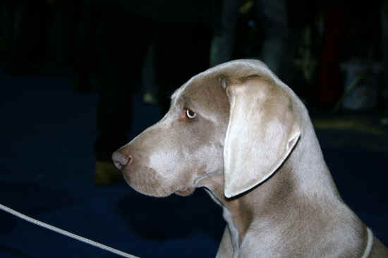 weimaraner