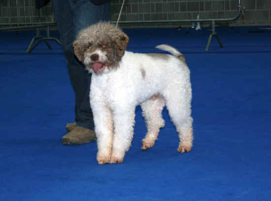 lagotto romagnolo