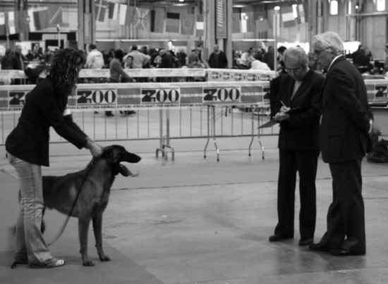 Esposizione canina di Verona 2009