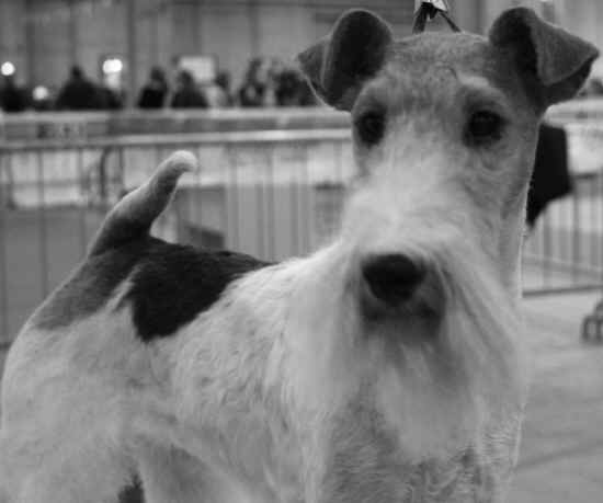 terrier Verona 2009