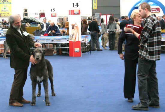 irish wolfhound modena 2010