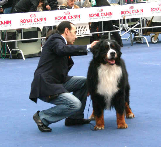 bovaro del bernese