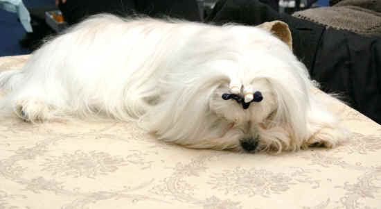 maltese