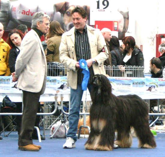 cacib Modena 2010