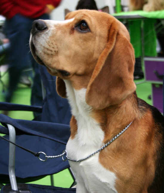 beagle