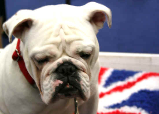 english bulldog