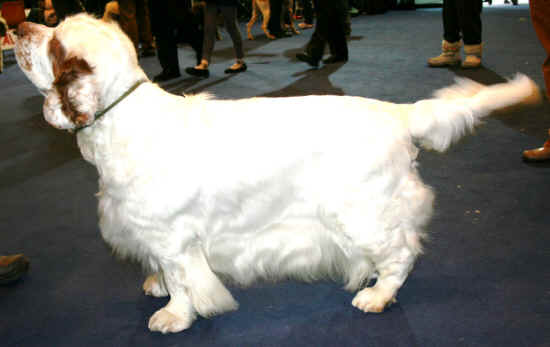 clumber spaniel