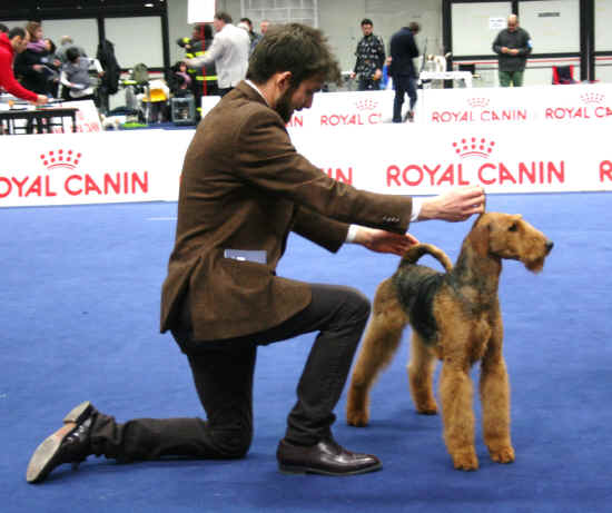 terrier arezzo 2012