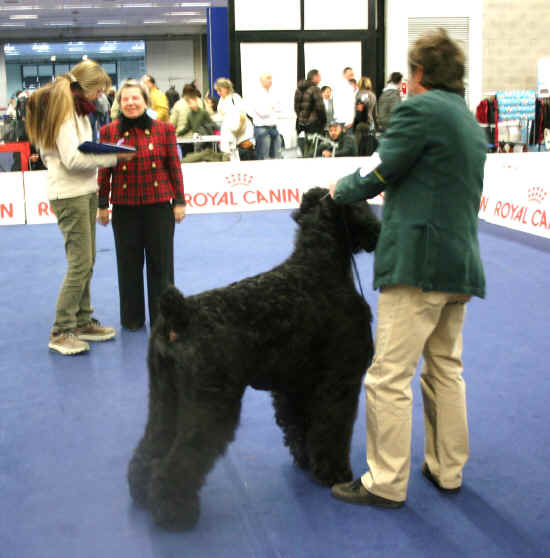 terrier nero russo