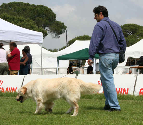 Esposizione Canina di Pisa 2012