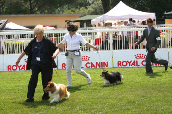 Esposizione Canina di Pisa 2012