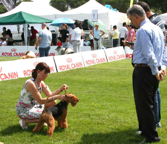 terrier pisa 2012