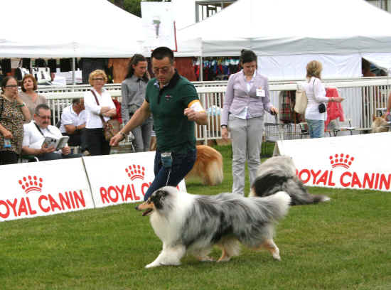 Esposizione Canina di Pisa 2012