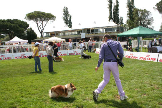 Esposizione Canina di Pisa 2012