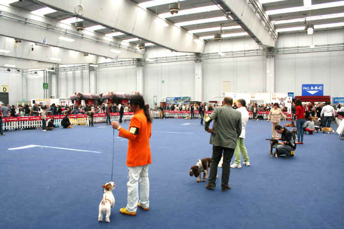 cacib reggio emilia 2012