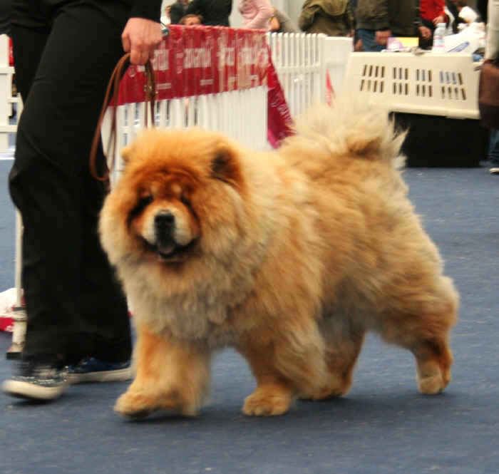 chow chow