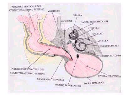 anatomia orecchio