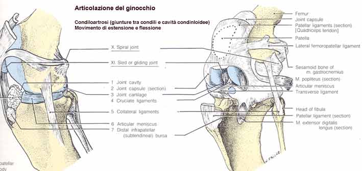 articolazione del ginocchio