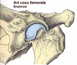 coxo-femorale