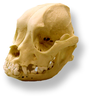 cranio bouledogue francese