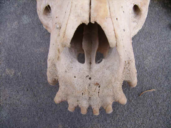 cranio mastino