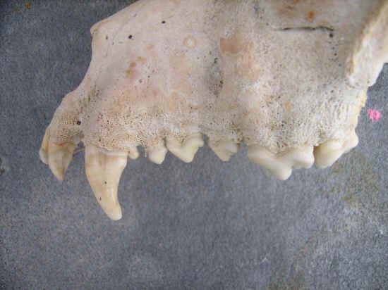 dentatura superiore sinistra