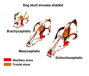 dog skull