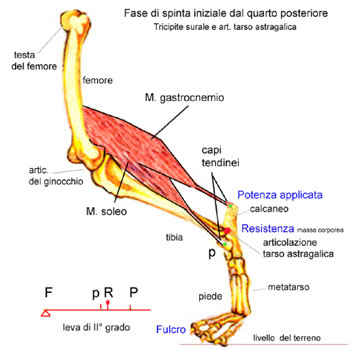 fase di spinta