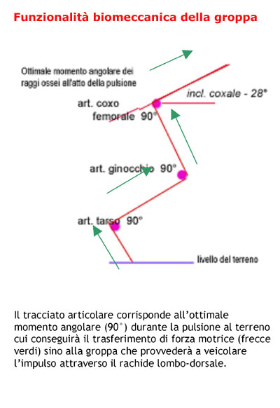 funzionalit biomeccanica