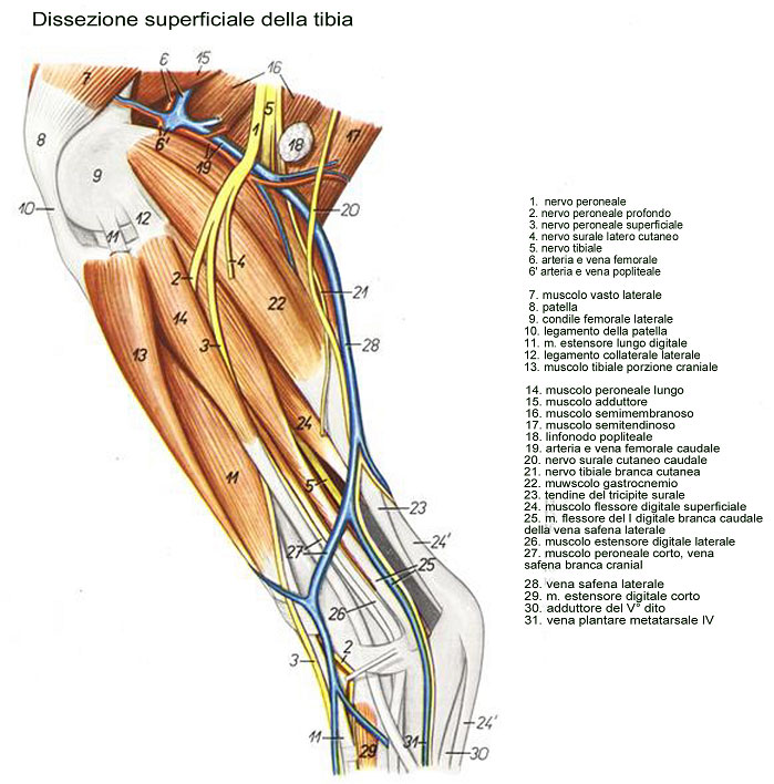 tibia