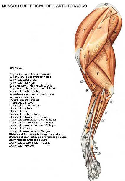 muscoli superficiali