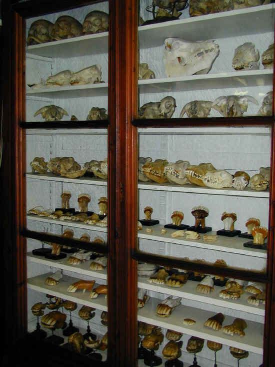 museo anatomico di pisa