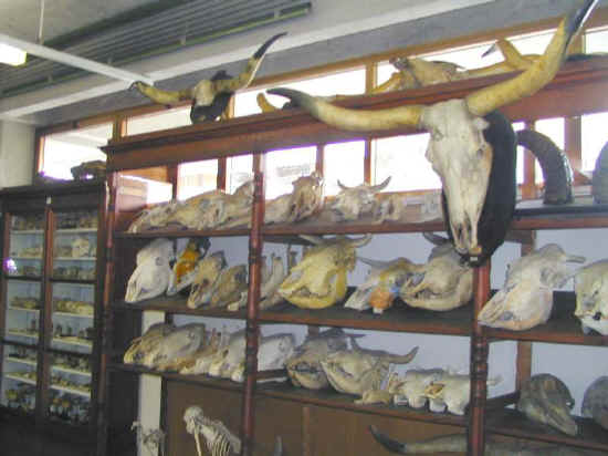 museo anatomico veterinaria