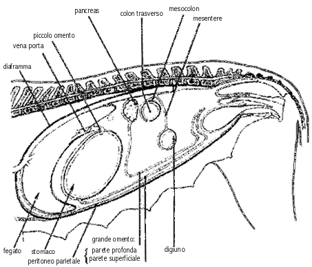 organi interni