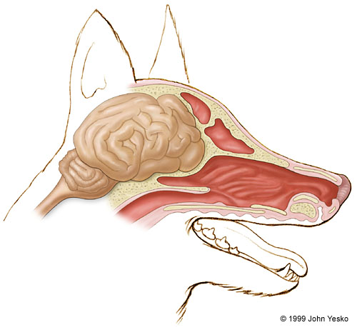 sezione del cranio