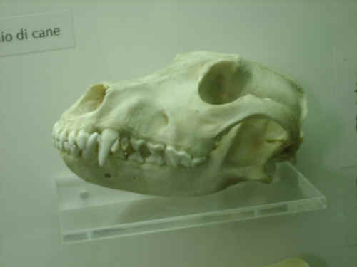 cranio di cane