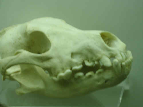 cranio lupo