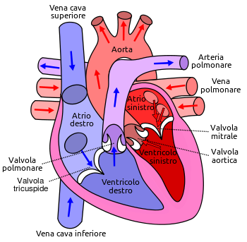 schema cuore