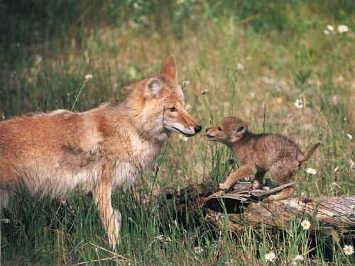 canis latrans