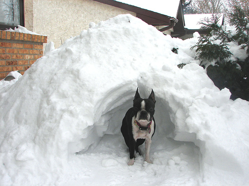 cani al freddo