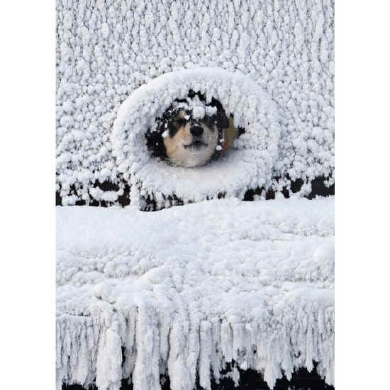 cane neve