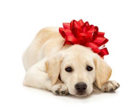 cucciolo in regalo