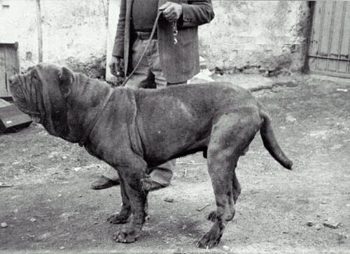 Mastino del passato