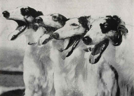 barzoi