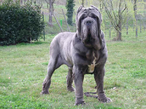 Mastino odierno