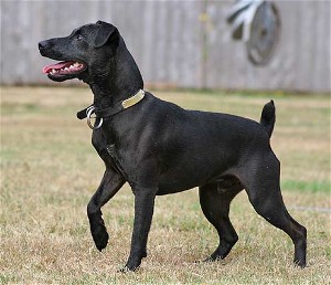 patterdale