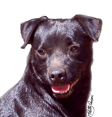 patterdale terrier